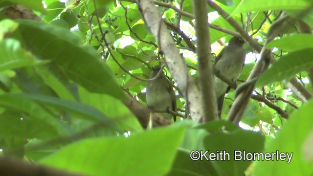 Yellow-wattled Bulbul - ML201022011