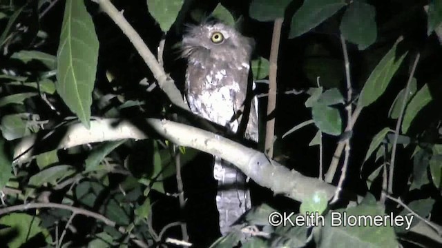 Palawan Frogmouth - ML201022041