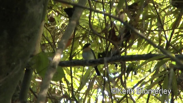 Palawan Blue Flycatcher - ML201022061