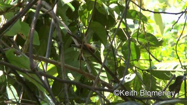 Pin-striped Tit-Babbler (Palawan) - ML201022101