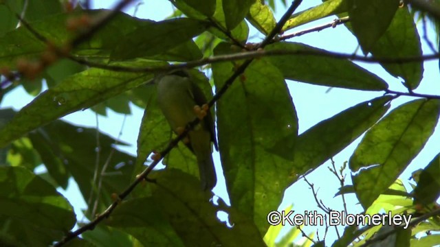 Sulphur-bellied Bulbul - ML201022131