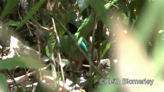 Western Hooded Pitta (Philippine) - ML201022151