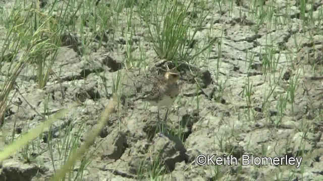 Pacific Golden-Plover - ML201022171