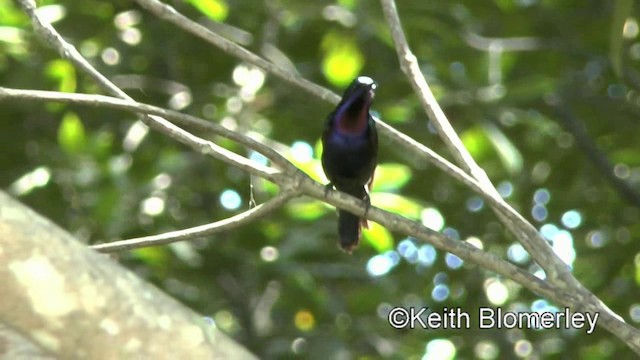 Copper-throated Sunbird - ML201022181