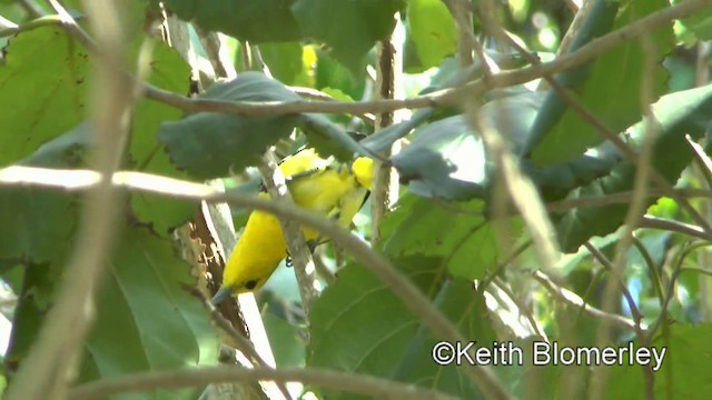 Common Iora - ML201022191