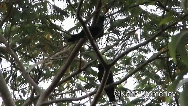 Palawan Crow - ML201022211