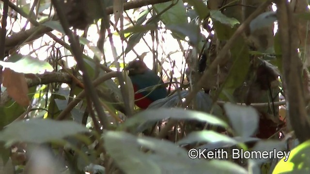 Philippine Pitta (Philippine) - ML201022281