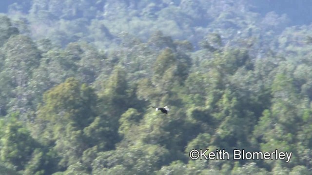 Palawan Hornbill - ML201022311