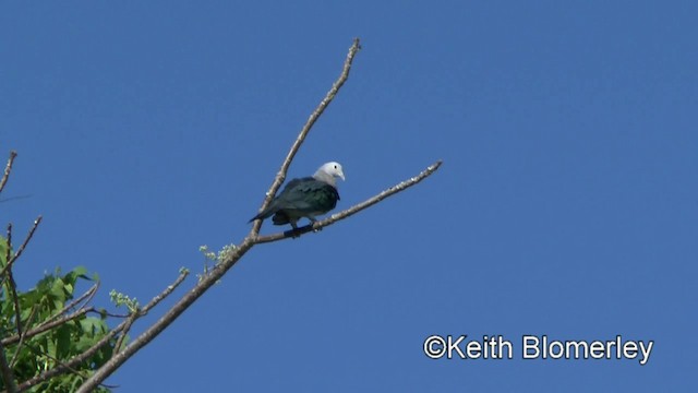 Green Imperial-Pigeon (Green) - ML201022371