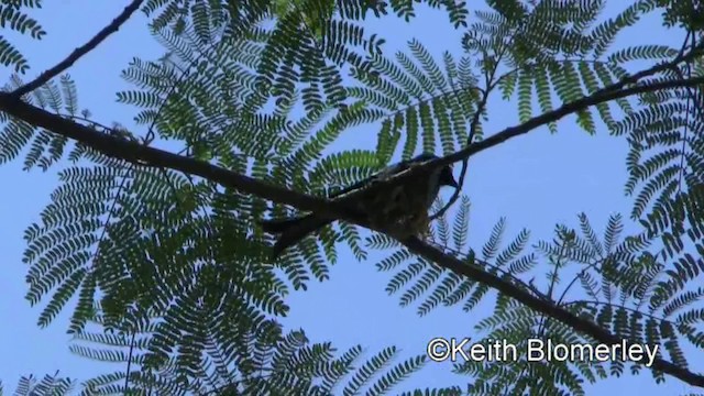 Ashy Drongo (Sooty) - ML201022381