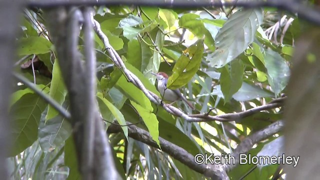 Rufous-tailed Tailorbird - ML201022421