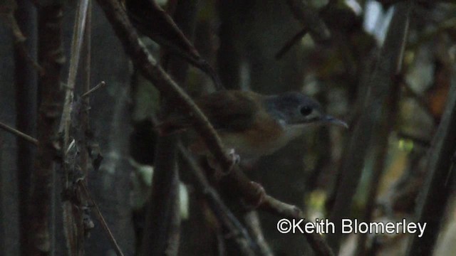 Ashy-headed Babbler - ML201022431