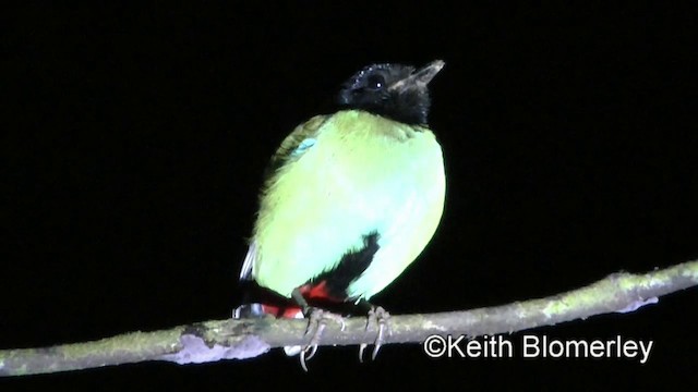 Western Hooded Pitta (Philippine) - ML201022441