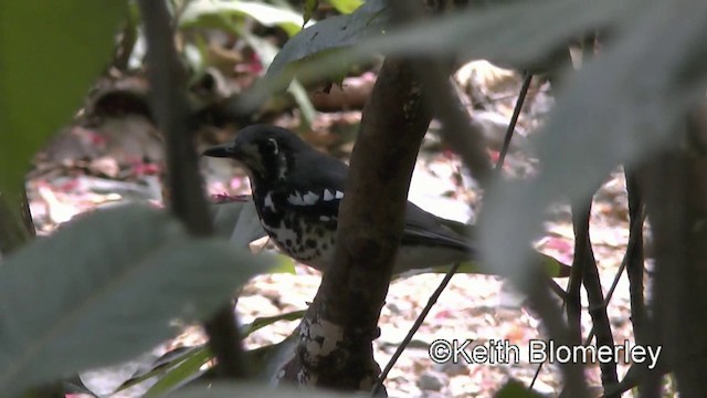 Ashy Thrush - ML201022471