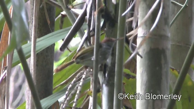 Gray-backed Tailorbird - ML201022501