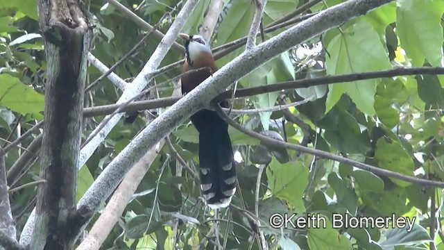 Scale-feathered Malkoha - ML201022511