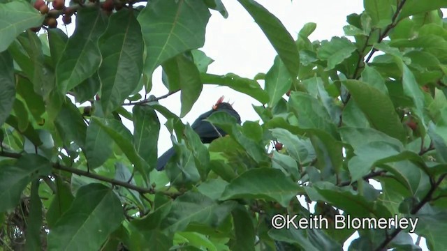 Red-crested Malkoha - ML201022521