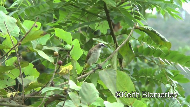 Yellow-vented Bulbul - ML201022541