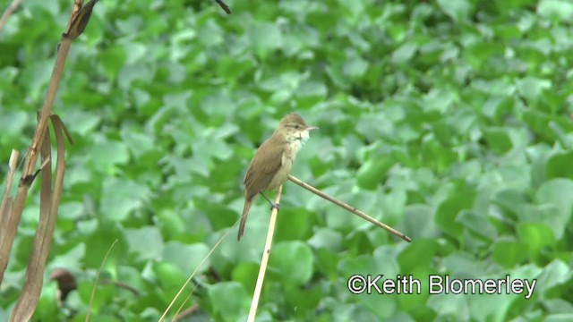 Clamorous Reed Warbler (Brown) - ML201022571