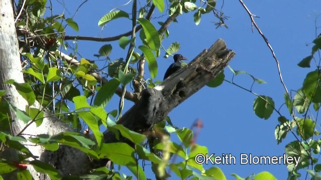 キタクロボウシゲラ - ML201022641