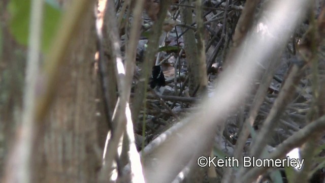 White-browed Shama - ML201022651