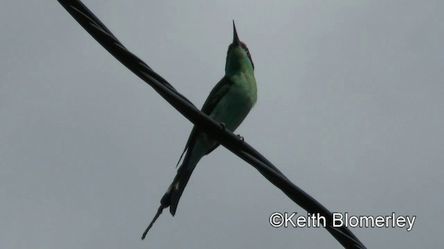 アカカンムリハチクイ - ML201022661