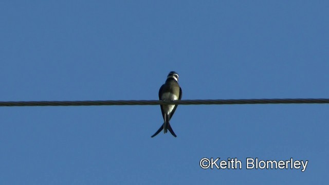 Whiskered Treeswift - ML201022671