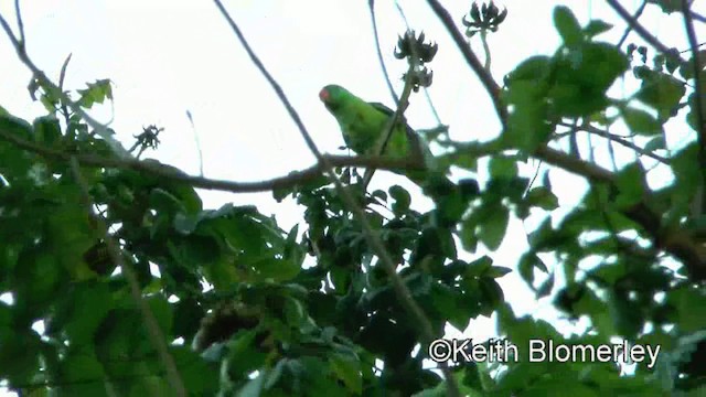 Папужець-червонодзьоб лусонський - ML201022681