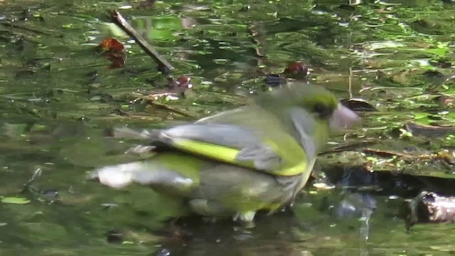 European Greenfinch - ML201022761