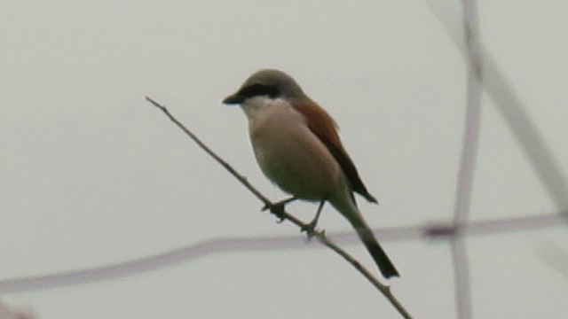 Red-backed Shrike - ML201022851