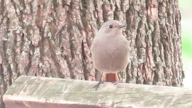 Gartenrotschwanz - ML201022901