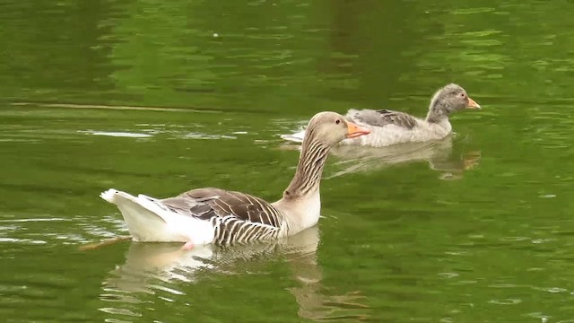 Graylag Goose (European) - ML201022981