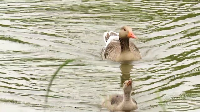 Graylag Goose (European) - ML201023011