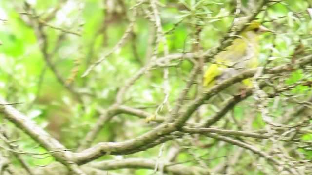 European Greenfinch - ML201023021