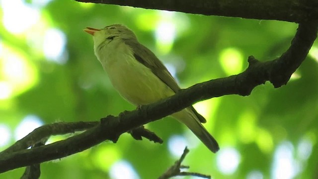 Icterine Warbler - ML201023291