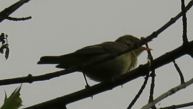 Icterine Warbler - ML201023421