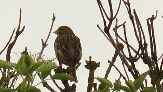 Corn Bunting - ML201023481