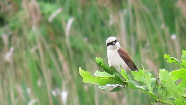 Red-backed Shrike - ML201023551