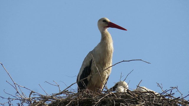 White Stork - ML201023581