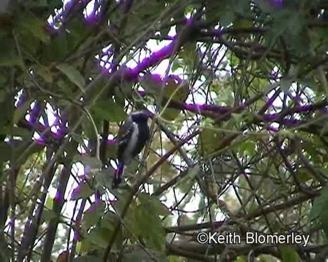 Northern White-fringed Antwren - ML201023641