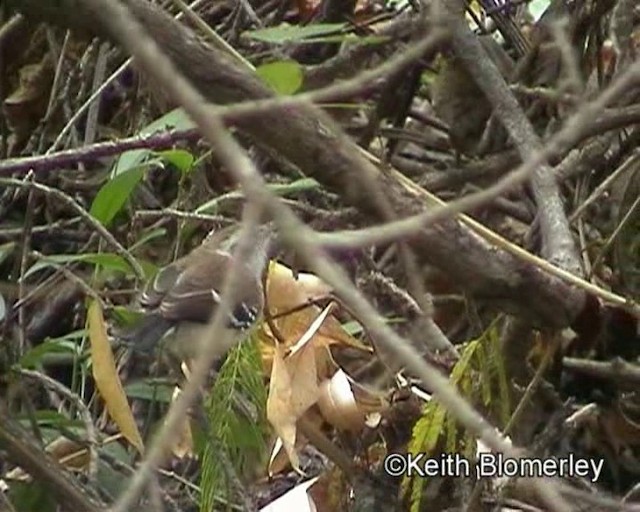 Northern White-fringed Antwren - ML201023651
