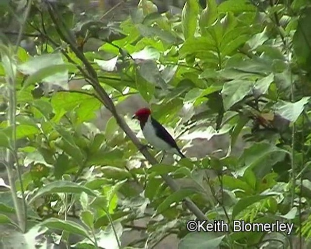 Masked Cardinal - ML201023661