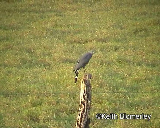 Яструб-довгоніг (підвид caerulescens) - ML201023691