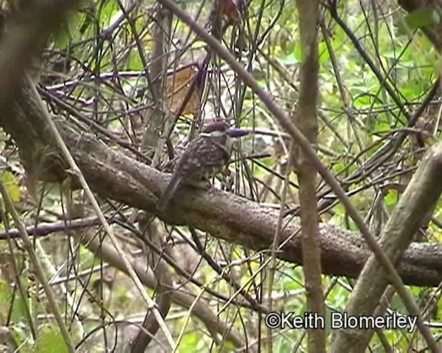 Two-banded Puffbird - ML201023711