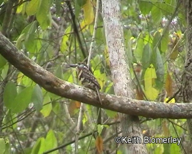 Two-banded Puffbird - ML201023721
