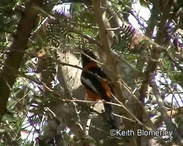 Venezuelan Troupial - ML201023731