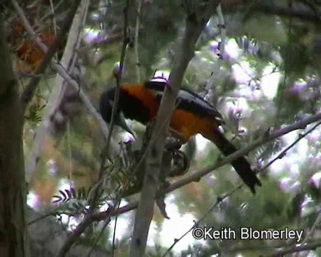 Venezuelan Troupial - ML201023741