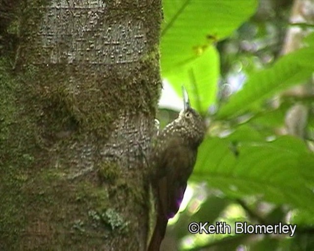 Montane Woodcreeper - ML201023761