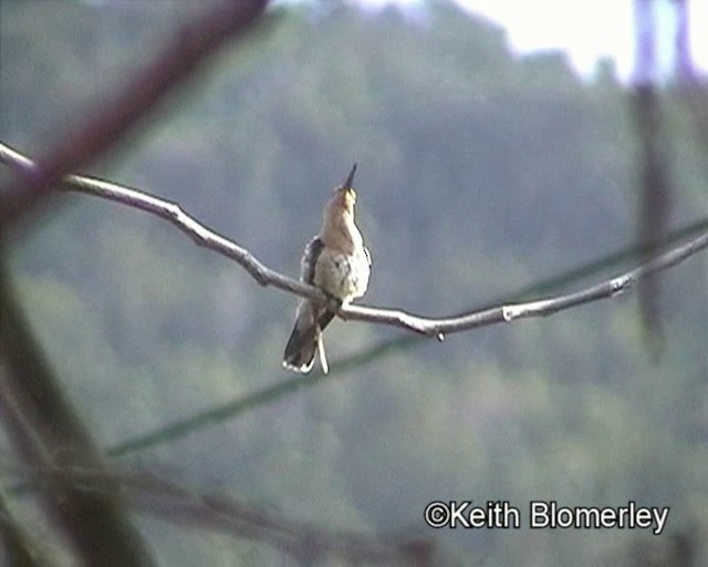Buffy Hummingbird - ML201023791