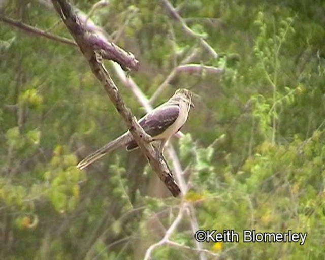 Tropical Mockingbird (Southern) - ML201023861